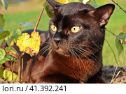 Кот породы бурма. Стоковое фото, фотограф Лариса Вишневская / Фотобанк Лори