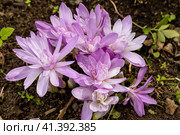 Colchicum Waterlily purple flowers in garden. Стоковое фото, фотограф Ольга Сейфутдинова / Фотобанк Лори