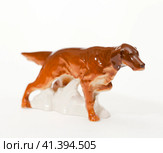 Irish red Setter. Стоковое фото, фотограф Андрей Аркуша / Фотобанк Лори
