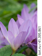 Cute pink colchicum flowers close up. Стоковое фото, фотограф Александр Курлович / Фотобанк Лори