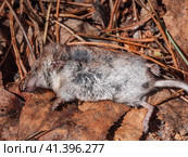 Мертвая землеройка обыкновенная (Sorex araneus) на земле. Dead common shrew (Sorex araneus) on the ground. Стоковое фото, фотограф Евгений Романов / Фотобанк Лори