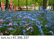 Forget-me-nots. Myosotis flowering plants in the family Boraginaceae. Forget-me-nots or scorpion grasses. Myosotis alpestris small flowers for decorating lawns and flower beds. Garden landscaping. Стоковое фото, фотограф Юлия Петровская / Фотобанк Лори