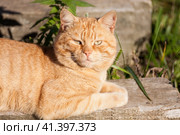 Рыжий котик греется на солнышке (2013 год). Редакционное фото, фотограф Владимир Чинин / Фотобанк Лори