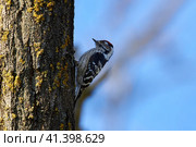 Lesser Spotted Woodpecker. Dendrocopos minor. Lesser Spotted Woodpecker. Dendrocopos minor. Lesser Woodpecker. Стоковое фото, фотограф Владимир Глинский / Фотобанк Лори