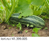 Zucchini, courgette or baby marrow, Cucurbita pepo is a summer squash, a vining herbaceous plant whose fruit are harvested when immature seeds and epicarp rind are still soft and edible. Greenhouse. Стоковое фото, фотограф Юлия Петровская / Фотобанк Лори