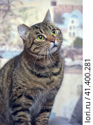 Brown tabby shorthair cat. Стоковое фото, фотограф Анна Кривицкая / Фотобанк Лори