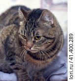 Brown tabby shorthair cat. Стоковое фото, фотограф Анна Кривицкая / Фотобанк Лори