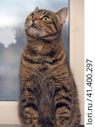 Brown tabby shorthair cat. Стоковое фото, фотограф Анна Кривицкая / Фотобанк Лори