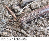 An earthworm crawls on dry ground. Стоковое фото, фотограф Andrew_Swarga / Фотобанк Лори