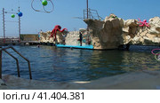 Anapa Russia 08.25.2021 Dolphinarium instructors feed bottlenose dolphin with tasty fish. Dolphins swim in the water and spin hoops on their noses at the command of the coach. Dolphin show. Редакционное видео, видеограф Юлия Петровская / Фотобанк Лори