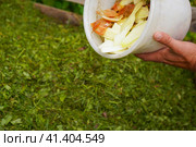 Ecology compost supply - kitchen waste recycling in backyard composter. Environmentally friendly lifestyle. The man throws leftover vegetables from the bowl. Стоковое фото, фотограф Ирина Старикова / Фотобанк Лори