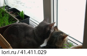 Two cats look out through window at the birds. Domestic cats want to catching bird, attack, scrape the glass. Cute kitty sitting on windowsill. Feline watching bird outside the window. Closeup. Стоковое видео, видеограф Марина Демидюк / Фотобанк Лори