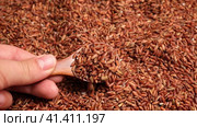 Wooden spoon picks up Dry Red Rice. Long Brown Rice. Close Up. Grains fall poured a stack. World crisis, export, import. Harvest problems, sanctions. Increase prices and shortages of food supplies. Стоковое видео, видеограф Марина Демидюк / Фотобанк Лори