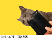 Cat eats liquid food licking black package from human hand against a yellow color studio background. Close up owner hand. Cat eating wet canned food from can. Feline sniffs food pack. Feeding Pets. Стоковое фото, фотограф Марина Демидюк / Фотобанк Лори
