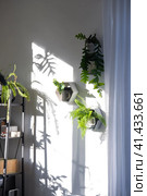 Shelves on the wall in the form of honeycombs with house plants fern, epiphyllum in the white interior of the house with shadows on the wall from the bright light from the window. Стоковое фото, фотограф Ольга Симонова / Фотобанк Лори