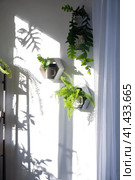 Shelves on the wall in the form of honeycombs with house plants fern, epiphyllum in the white interior of the house with shadows on the wall from the bright light from the window. Стоковое фото, фотограф Ольга Симонова / Фотобанк Лори