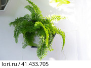 Shelves on the wall in the form of honeycombs with house plants fern, epiphyllum in the white interior of the house with shadows on the wall from the bright light from the window. Стоковое фото, фотограф Ольга Симонова / Фотобанк Лори