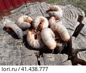 Rhino beetle larvae on an old wood stump. Large larvae of rhinoceros beetle. rhinoceros beetle. Стоковое фото, фотограф Леонид Еремейчук / Фотобанк Лори