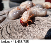 Rhino beetle larvae on an old wood stump. Large larvae of rhinoceros beetle. rhinoceros beetle. Стоковое фото, фотограф Леонид Еремейчук / Фотобанк Лори