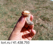 rhinoceros beetle, Rhino beetle larvae in a mans hand. Large beetle larva. Стоковое фото, фотограф Леонид Еремейчук / Фотобанк Лори