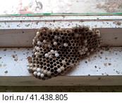 nest of wasps polystyles under the roof of the house. Стоковое фото, фотограф Леонид Еремейчук / Фотобанк Лори