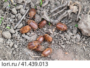 Melolontha east on the ground. Стоковое фото, фотограф Леонид Еремейчук / Фотобанк Лори