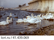Swans in the pond. A flock of swans. Стоковое фото, фотограф Леонид Еремейчук / Фотобанк Лори