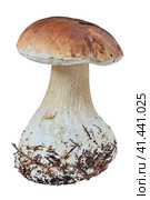 Белый гриб (Boletus edulis) с остатками почвенного покрова на ножке. На чистом белом фоне. Стоковое фото, фотограф Владимир Литвинов / Фотобанк Лори