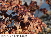 Shrub viburnum leaf, red diablo variety. Стоковое фото, фотограф Володина Ольга / Фотобанк Лори