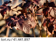Shrub viburnum leaf, red diablo variety. Стоковое фото, фотограф Володина Ольга / Фотобанк Лори