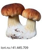 Два белых гриба (Boletus edulis) со сросшимися плодовыми телами. Изолировано на белом. Стоковое фото, фотограф Владимир Литвинов / Фотобанк Лори