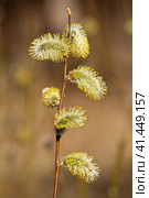 Цветущая ива остролистная (Salix acutifolia) (2023 год). Стоковое фото, фотограф Григорий Евдокимов / Фотобанк Лори