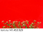 Flowers of shepherds purse on a red background. Copy space for text. Card for the holiday. Red backdrop. White shepherds purse Capsella bursa-pastoris, plant of the mustard family Brassicaceae. Стоковое фото, фотограф Юлия Петровская / Фотобанк Лори