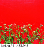Flowers of shepherds purse on a red background. Copy space for text. Card for the holiday. Red backdrop. White shepherds purse Capsella bursa-pastoris, plant of the mustard family Brassicaceae. Стоковое фото, фотограф Юлия Петровская / Фотобанк Лори