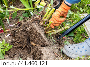 dahlia tubers just lifted for overwintering. Стоковое фото, фотограф Ольга Сейфутдинова / Фотобанк Лори