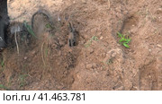 Powerful cultivator, Tiller. Gardening. Spring work on the farm. Land cultivation with a Motor ripper. Man plows the ground. Spring soil preparation for seeding. Husbandman, grower. Moto plow working. Стоковое видео, видеограф Марина Демидюк / Фотобанк Лори