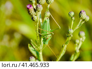 Isophya on the stems of the tubercle. Wingless grasshopper Isoph. Стоковое фото, фотограф Леонид Еремейчук / Фотобанк Лори