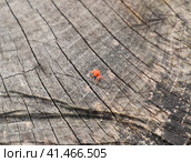 Red velvet tick on the stump. Close up macro Red velvet mite or. Стоковое фото, фотограф Леонид Еремейчук / Фотобанк Лори