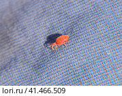 Close up macro Red velvet mite or Trombidiidae, Red velvet mite. Стоковое фото, фотограф Леонид Еремейчук / Фотобанк Лори