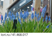 Muscari-fragil purple flowers. Стоковое фото, фотограф Irina Kuchugurina/Gaudy / Фотобанк Лори