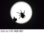 Araneus Spider on background of the moon. Стоковое фото, фотограф Леонид Еремейчук / Фотобанк Лори