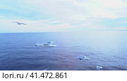 gulls fly behind the ship. the ship and seagulls during the voyage. Стоковое видео, видеограф Андрей Знаменский / Фотобанк Лори