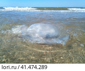 Dead jellyfish in the shallow waters of seashore. Jellyfish Rhizostomeae. Стоковое фото, фотограф Леонид Еремейчук / Фотобанк Лори