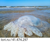 Dead jellyfish in the shallow waters of seashore. Jellyfish Rhizostomeae. Стоковое фото, фотограф Леонид Еремейчук / Фотобанк Лори