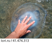 Dead jellyfish. Jellyfish in the hand of a man. Стоковое фото, фотограф Леонид Еремейчук / Фотобанк Лори