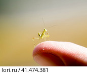Larva of the mantis. Nymph mantis, Growing insect. Стоковое фото, фотограф Леонид Еремейчук / Фотобанк Лори