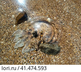 Dead jellyfish in shallow water. Jellyfish Rhizostoma root rope, thrown to the shore of the sea. Dead jellyfish. Стоковое фото, фотограф Леонид Еремейчук / Фотобанк Лори