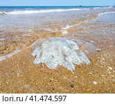 Dead jellyfish in shallow water. Jellyfish Rhizostoma root rope, thrown to the shore of the sea. Dead jellyfish. Стоковое фото, фотограф Леонид Еремейчук / Фотобанк Лори