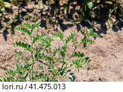 Chickpeas in garden with leaves. Chickpeas plant growing. Стоковое фото, фотограф Ольга Сейфутдинова / Фотобанк Лори