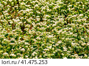 Buckwheat macro with white flowers. Fagopyrum esculentum. Стоковое фото, фотограф Ольга Сейфутдинова / Фотобанк Лори